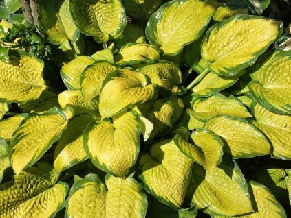 Hosta%20Inniswood%2003