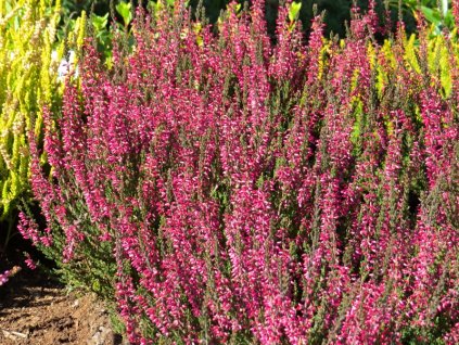 Calluna%20vulgaris%20Aphrodite%2003
