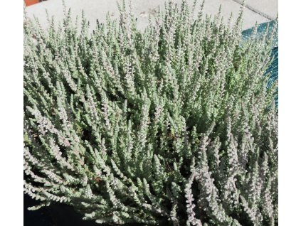 Calluna%20Beoley%20Silver%2008