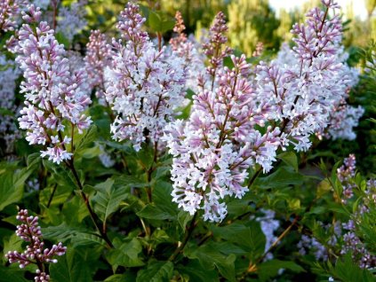 Syringa%20josiflexa%2001