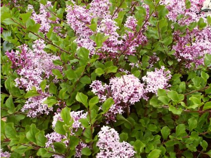 Syringa%20meyeri%20Palibin%2001