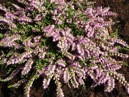 Calluna%20vulgaris%20Dirry%2002