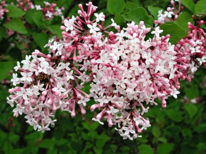 Syringa%20microphylla%20Superba%2001