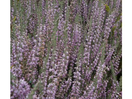 Calluna%20SilverKnight29