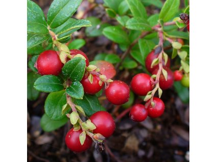 Vaccinium vitis idaea Koralle m