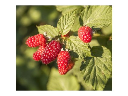 rubus tayberry buckingham2m2
