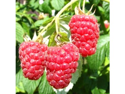 rubus autumn bliss 1m1