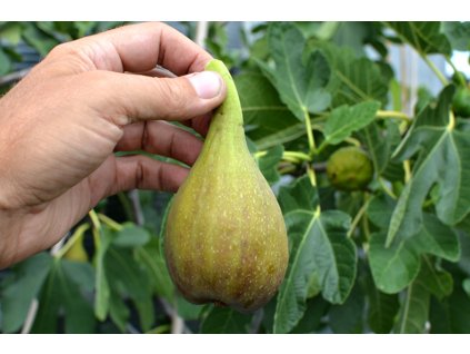 Ficus%20carica%20Peretta%2002