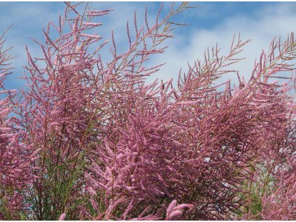 Tamarix%20Pink%20Cascade%2001