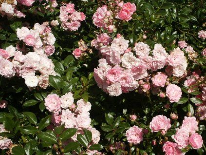 Rosa%20The%20Fairy%2001
