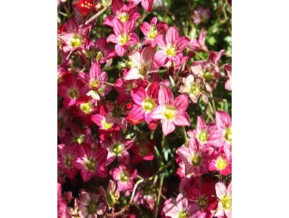 Saxifrage%20Touran%20deep%20red%201