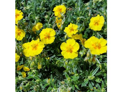 helianthemum golden queen%202