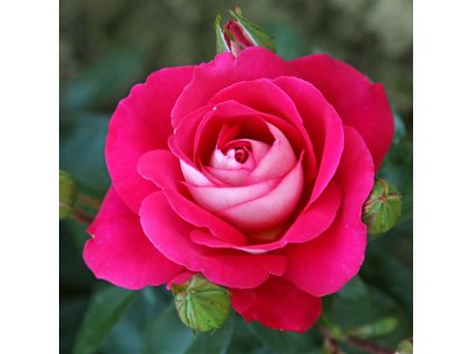 Gavotte, výška 80 cm, šířka 50 cm, vůně x