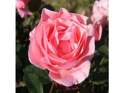 Rosa Queen of Elizabeth