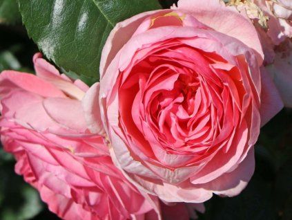 Rosa%20Flora%20Olomouc%2001