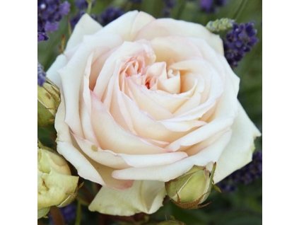 Rosa Madame Annisette01