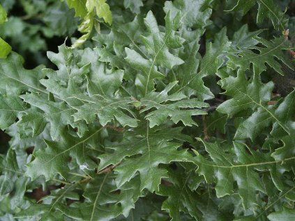 Quercus%20cerris%2001