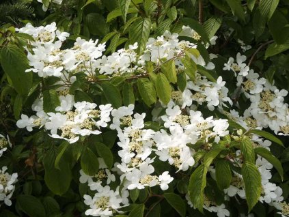 Viburnum%20plicatum%20Lanarth%2001