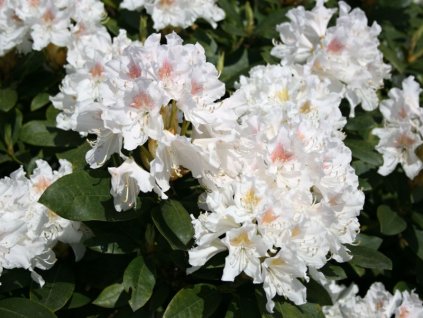 Rhododendron%20Cunninghams%20White%2001
