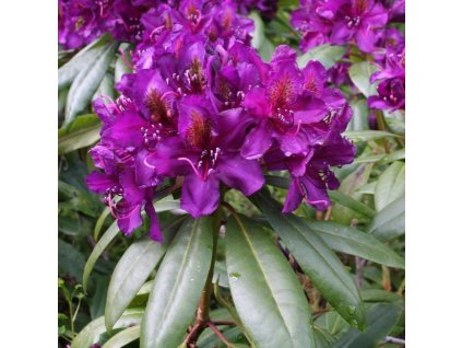 Rhododendron%20Marcel%20Menard01
