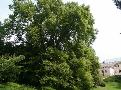 Platanus%20acerifolia%2003