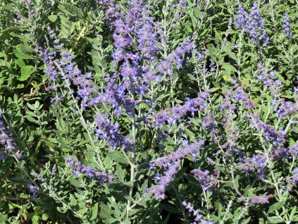 Perowskia%20Blue%20Spritzer%2001