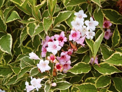 Weigela%20Variegata%2001