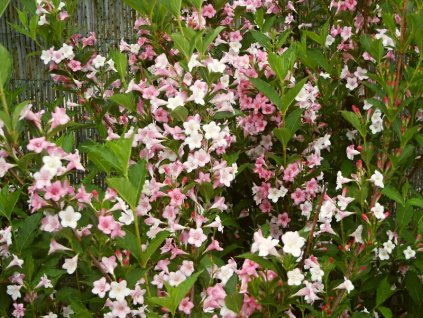 Weigela%20Boskoop%20Glory%2001