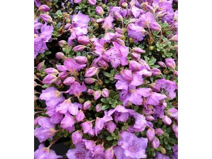 rhod%20keleticum%201