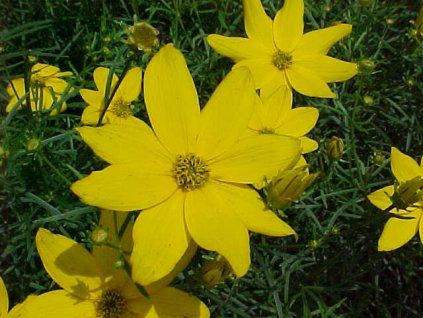 Coreopsis verticillata Zagreb2