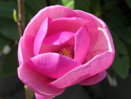 Magnolia%20Cleopatra%2003