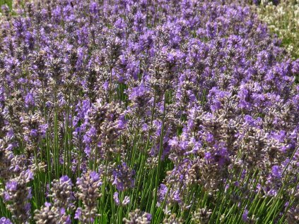 Lavandula%20angustifolia%20Ashdown%20Forest%2002