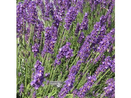 lavandula royal blue 2m