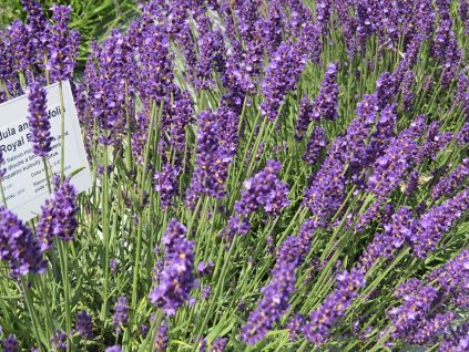 Lavandula%20angustifolia%20Royal%20Blue%2002