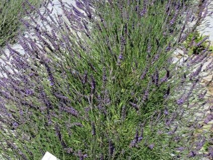 Lavandula%20intermedia%20Phenomenal%2006