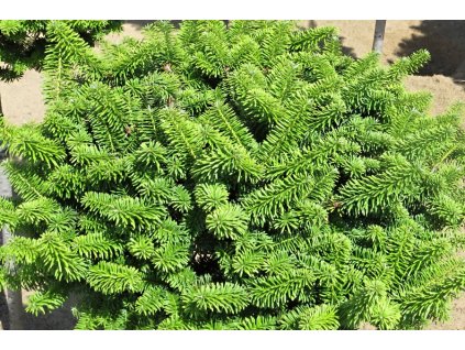 Abies%20balsamea%20Nana%20032