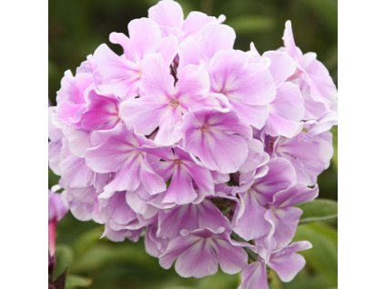 phlox%20franz%20schubert