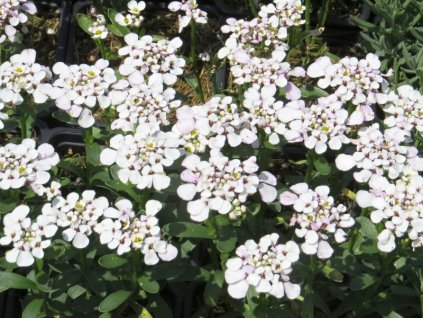 Iberis%20sempervirens%20Master%20Piece%2001