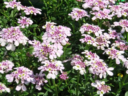 Iberis%20sempervirens%20Pink%20Ice%2003