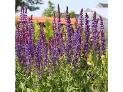salvia%20ostfriesland