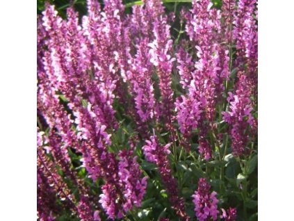 salvia%20bright%20rose