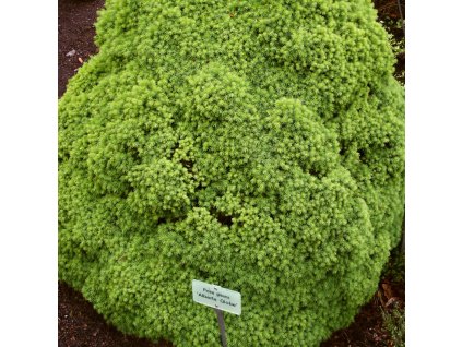 Picea%20glauca%20Alberta%20Globe%2001