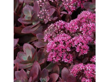 sedum%20firecracker