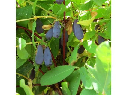 Lonicera kamtchatica Leningradskij Velikan 01m1