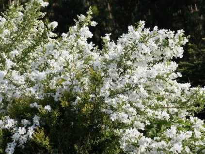 exochorda%20racemosa%20Niagara%20021
