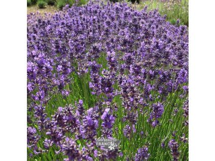 lavandula folgate1m1