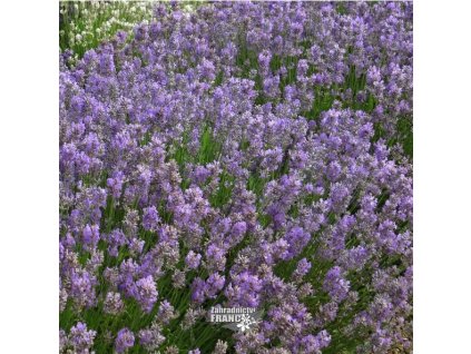 lavandula cedar blue1m1