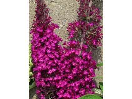 Buddleia%20davidii%20Sugar%20Plum%2001