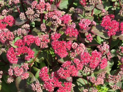 Sedum%20hybridum%20Red%20Cauli%2003