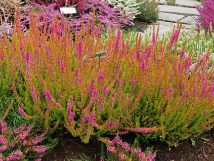 Calluna%20vulgaris%20Firefly%2001